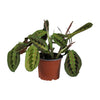 Pfeilwurz ‚Fascinator' – Maranta leuconeura