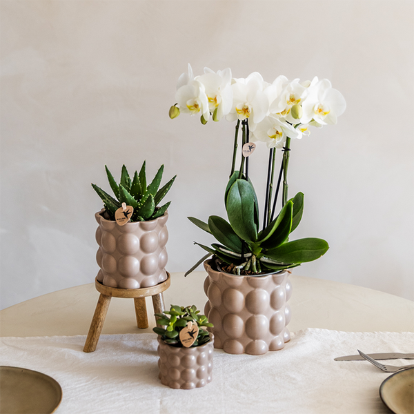 Pflanzen-Set „Cotton Sand" – Grünpflanzen mit weißer Phalaenopsis-Orchidee – Ansicht 5