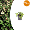 Kaukasus-Beinwell – Symphytum grandiflorum