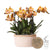 Orchideen-Set „Mono Bouquet“ – 3 orange Phalaenopsis ‚Las Vegas' – Baumwollkorb mit Wassertank, Orange