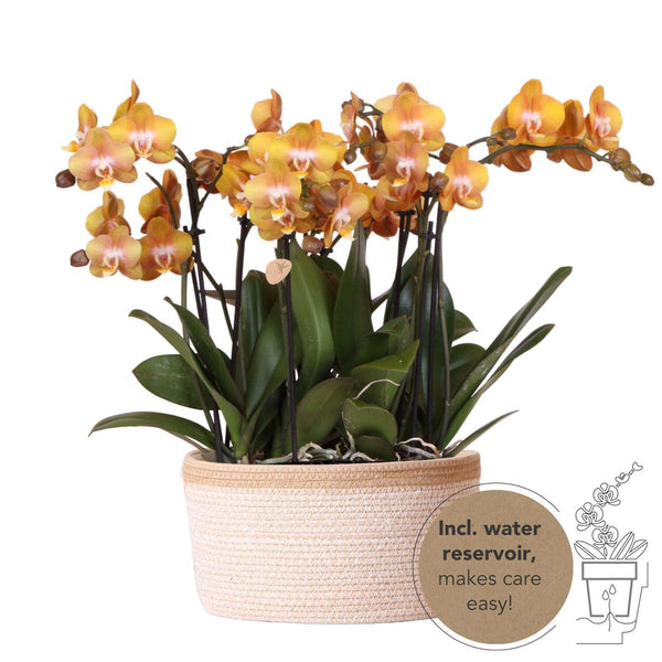 Orchideen-Set „Mono Bouquet“ – 3 orange Phalaenopsis ‚Las Vegas' – Baumwollkorb mit Wassertank, Orange