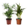 Palmen-Set „Duo" – Goldfruchtpalme und Bergpalme