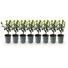 Stechpalme ‚Blue Maid' – Ilex meserveae – Ansicht 2