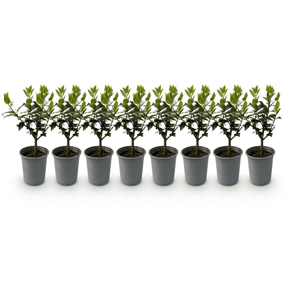 Stechpalme ‚Blue Maid' – Ilex meserveae – Ansicht 2