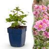 Herbst-Anemone ‚Splendens' – Anemone hupehensis