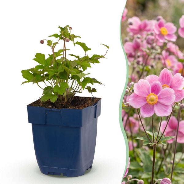 Herbst-Anemone ‚Splendens' – Anemone hupehensis