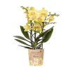 Schmetterlingsorchidee ‚Blossom Albenga' – Phalaenopsis