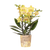 Schmetterlingsorchidee ‚Blossom Albenga' – Phalaenopsis
