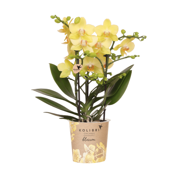 Schmetterlingsorchidee ‚Blossom Albenga' – Phalaenopsis