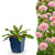 Tauben-Skabiose ‚Pink Mist' – Scabiosa columbaria – 1 Stück