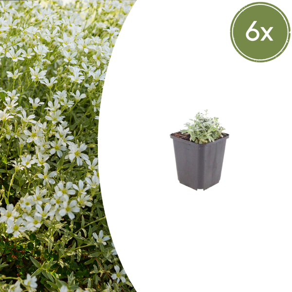 Filziges Hornkraut – Cerastium tomentosum – 6 Stück