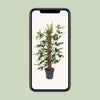 Philodendron pedatum – Ansicht 4