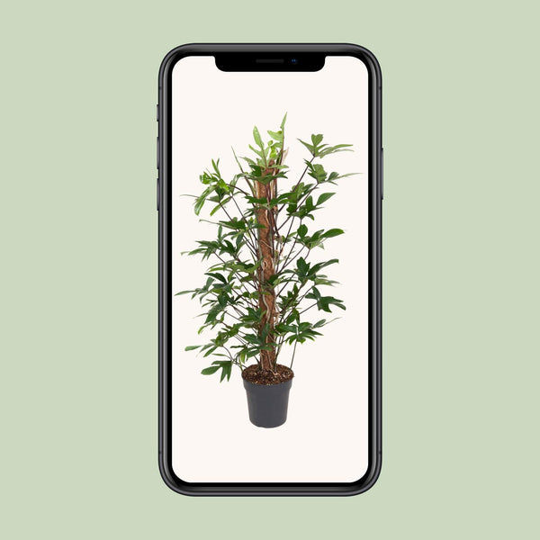 Philodendron pedatum – Ansicht 4