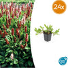 Kerzenknöterich ‚Darjeeling Red' – Persicaria affinis