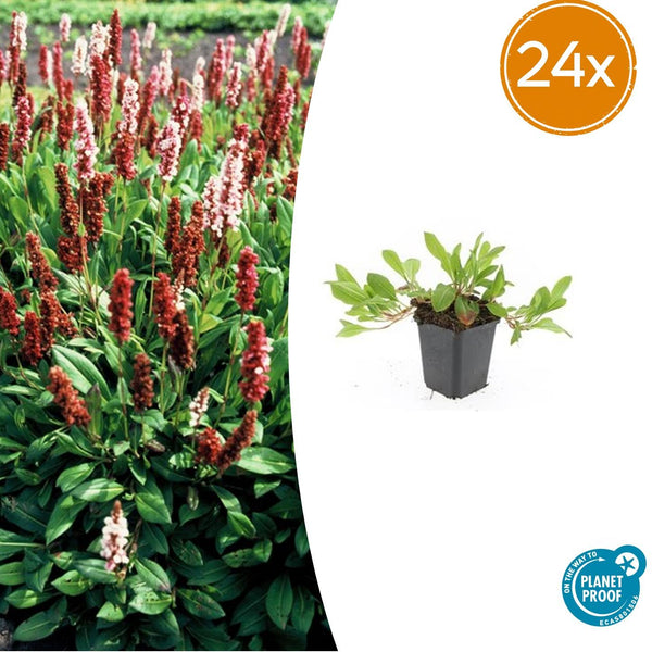 Kerzenknöterich ‚Darjeeling Red' – Persicaria affinis