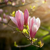 Magnolie ‚Ricki' – Magnolia – Ansicht 4