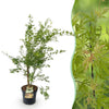 Japanischer Ahorn ‚Metamorphosa' – Acer palmatum