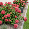 Hortensie – Hydrangea macrophylla
