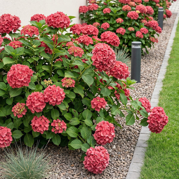 Hortensie – Hydrangea macrophylla