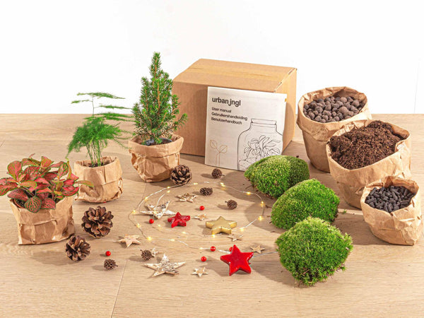 Terrarium-Set „Mini-Weihnachtsbaum“ – 3 Pflanzen, Nachfüll- & Starterpaket