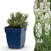 Lavendel ‚Edelweiss' – Lavandula angustifolia