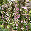 Bergwaldrebe Tricolour – Clematis montana – Ansicht 4