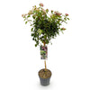 Lorbeerblättriger Schneeball Stämmchen ‚Eve Price' – Viburnum tinus – Ansicht 2