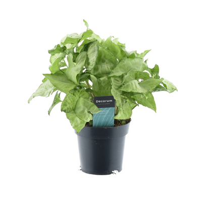 Purpurtute ‚White Butterfly' – Syngonium podophyllum