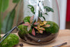 Lange Terrarium-Schere aus Edelstahl