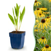 Gelber Sonnenhut – Echinacea paradoxa