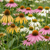 Sonnenhut Tricolour-Mix – Echinacea – Ansicht 4