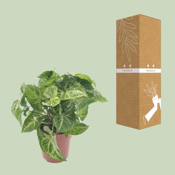Purpurtute ‚Arrow' – Syngonium podophyllum – Ansicht 3