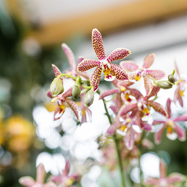 Schmetterlingsorchidee ‚Diamond Spider‘ – Phalaenopsis – Ansicht 13