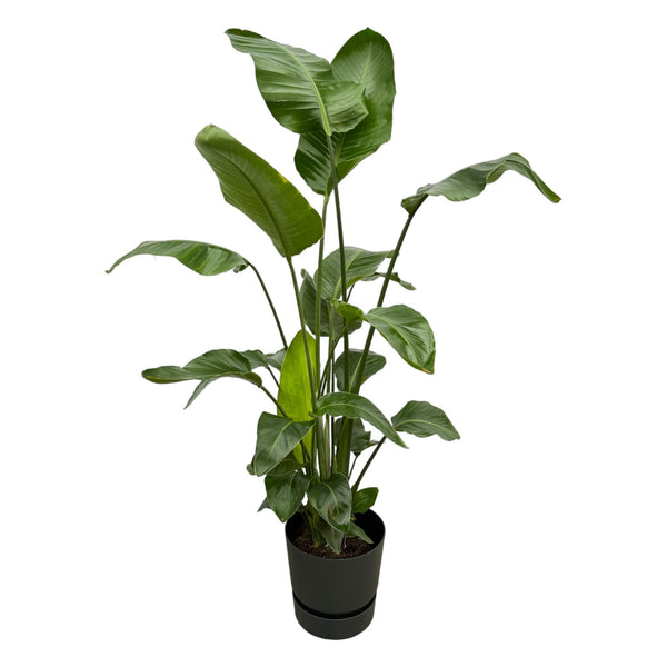 Baumstrelitzie – Strelitzia nicolai