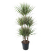 Drachenbaum ‚Bicolor' – Dracaena marginata