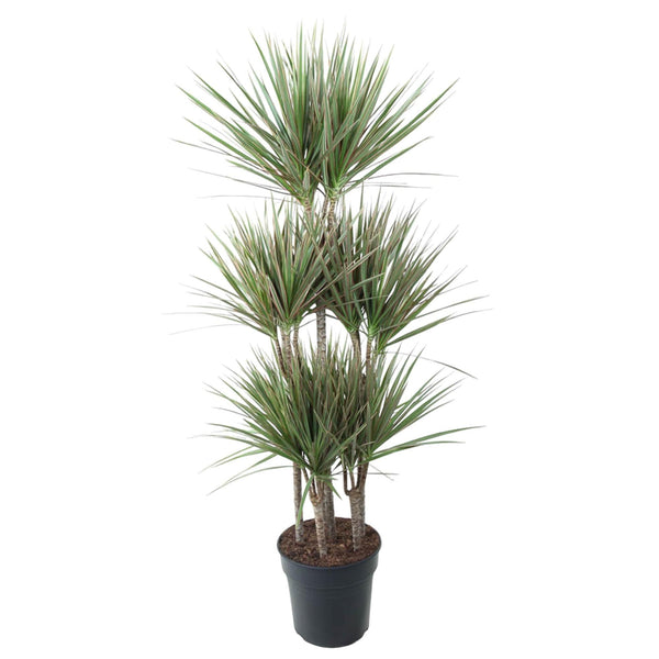 Drachenbaum ‚Bicolor' – Dracaena marginata
