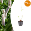Wiesenknöterich ‚Superba' – Persicaria bistorta