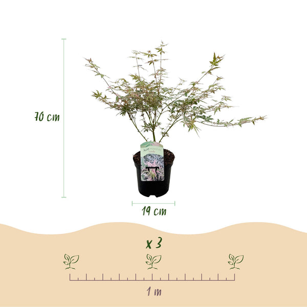 Japanischer Ahorn ‚Iyoshi' – Acer palmatum – Ansicht 3