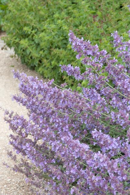 Katzenminze ‚Walker's Low' – Nepeta × faassenii – Ansicht 3