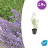 Katzenminze ‚Walker's Low' – Nepeta × faassenii