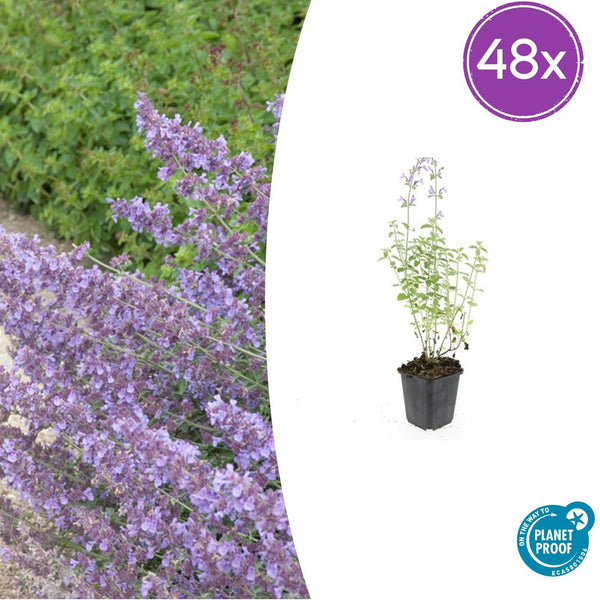 Katzenminze ‚Walker's Low' – Nepeta × faassenii