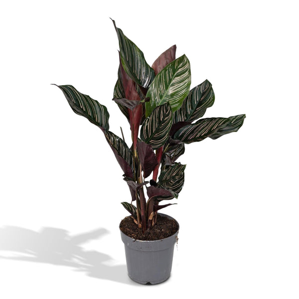 Korbmarante – Calathea ornata