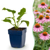 Purpur-Sonnenhut ‚Magnus' – Echinacea purpurea