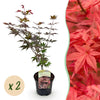 Fächerahorn ‚Atropurpureum' – Acer palmatum