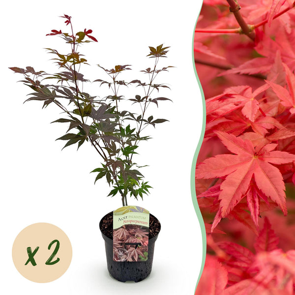 Fächerahorn ‚Atropurpureum' – Acer palmatum