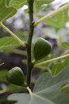 Feige ‚Gustissimo Perretta' – Ficus carica – Ansicht 2