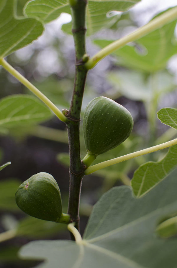 Feige ‚Gustissimo Perretta' – Ficus carica – Ansicht 2
