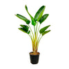 Baumstrelitzie – Strelitzia nicolai