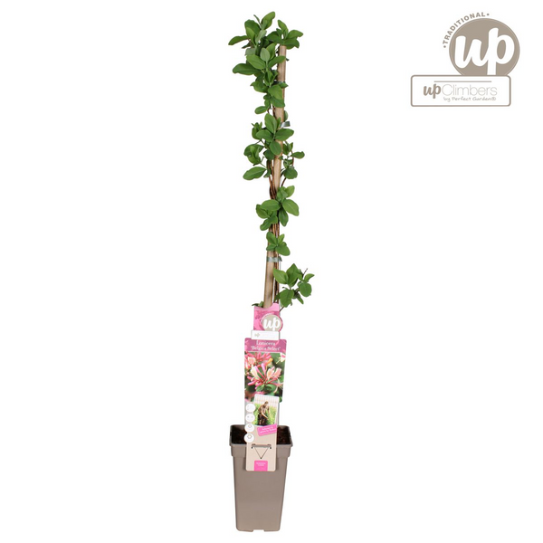 Wald-Geißblatt ‚Belgica' – Lonicera periclymenum – Ansicht 6