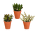Sukkulenten-Set „Crassula-Mischung“ – 3 Crassula